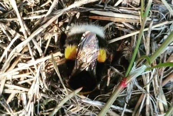 Pollinering i Trolldalen - humla