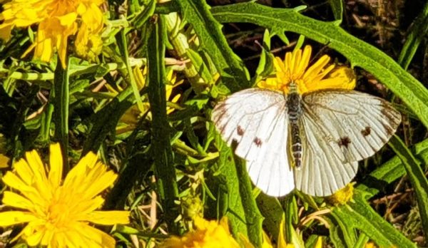 Kålfjäril på Bariberget i Saltsjöqvarn