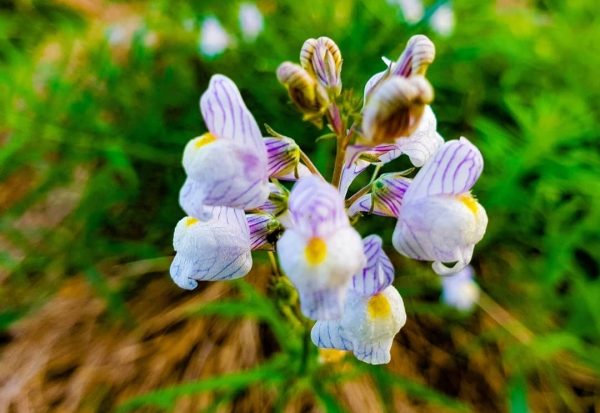 Strimsporre på Bageribacken i Saltsjöqvarn