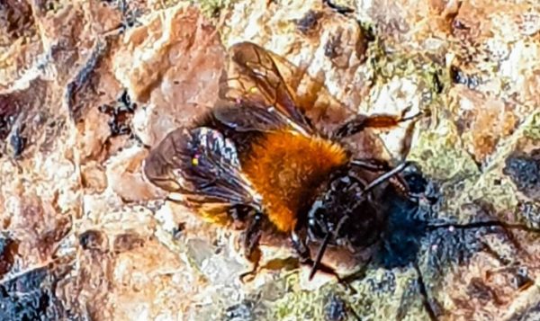 Solitärbi i Trolldalen hjälper till i pollinering
