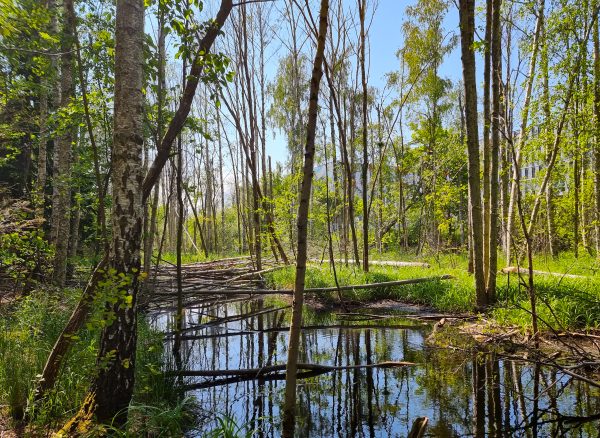Sarvträsk i Orminge