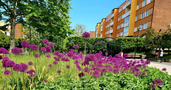 Blomsterprakt i Fisksätra
