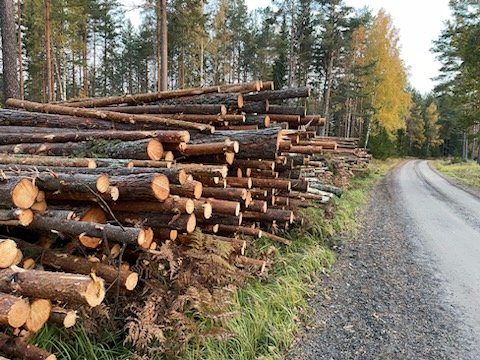Avverkade träd i Erstaviksskogen i Nacka