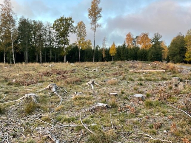 Kalhygge i Erstaviksskogen i Nacka