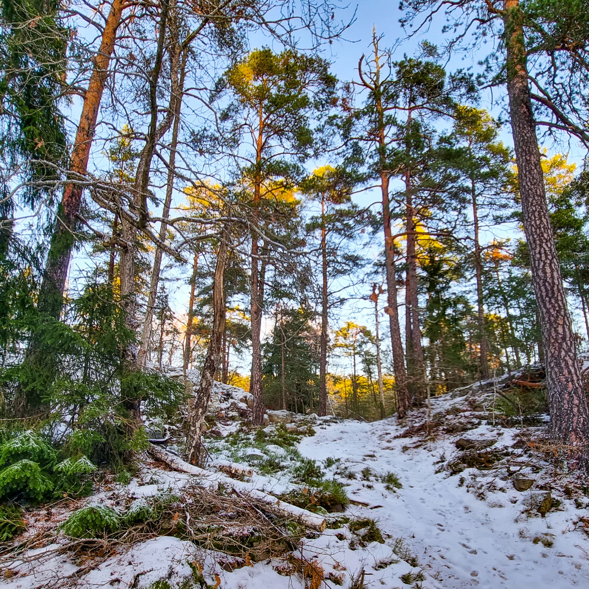 Gamla tallar på höjden i Igelbodatomterna
