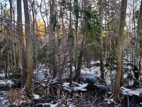 Våtmarker i Igelbodatomterna i Fisksätra