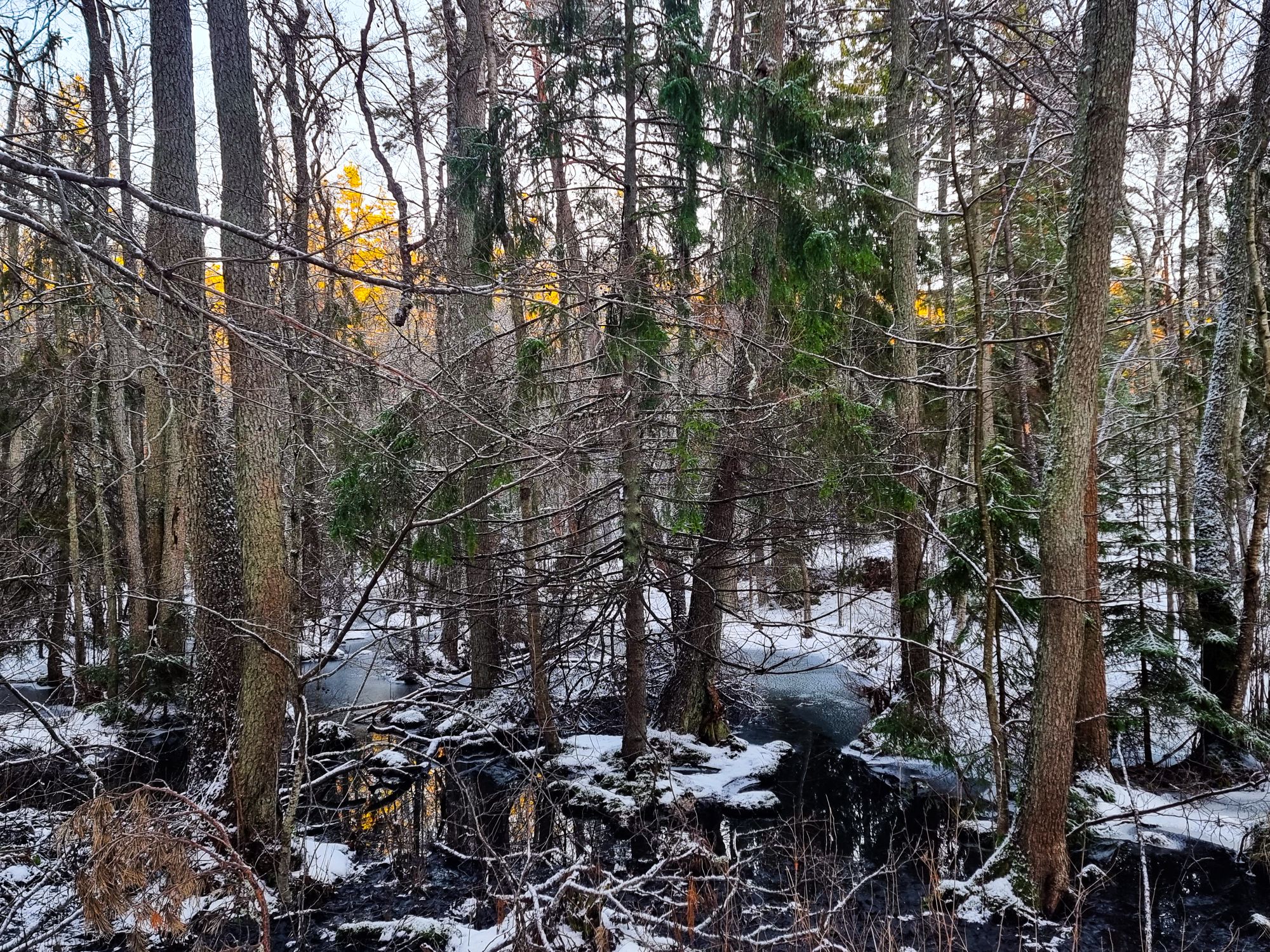 Våtmarkerna i Igelbodatomterna