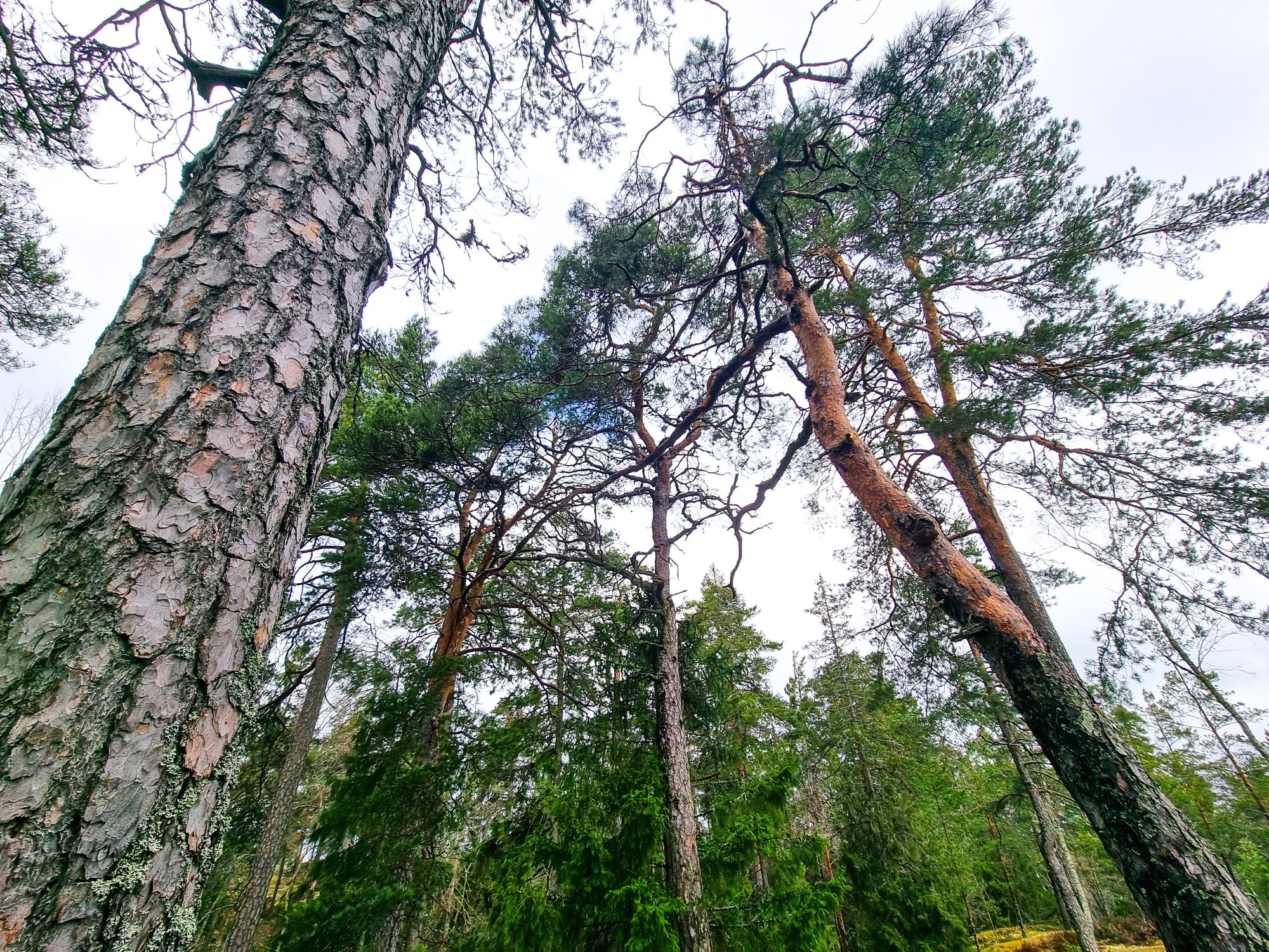 Runt 200 år gamla tallar i Fågelberget, s.k. verksamhetsområde Orminge trafikplats