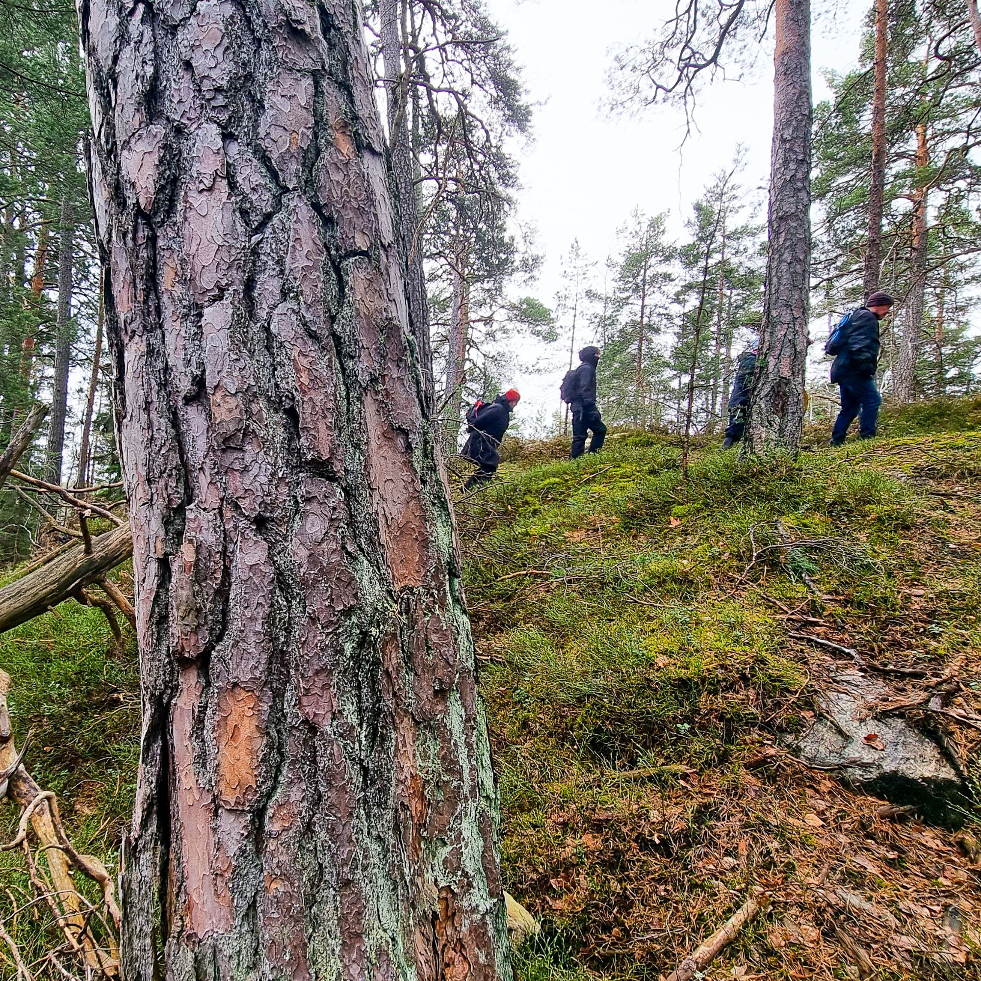 Orminge Fågelberget | ännu ett naturområde i Orminge exploateras - Nackalistan ...