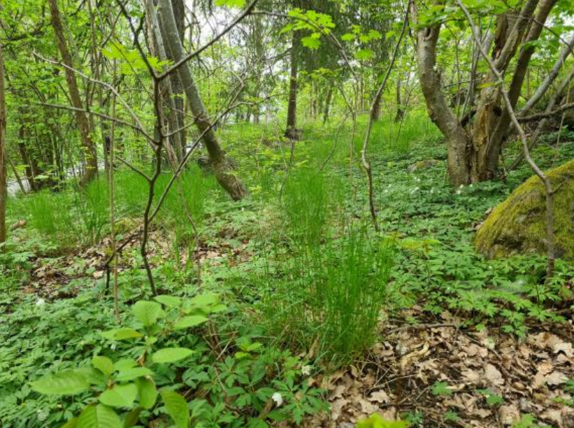 Vitsippor, lundgröe och hassel i Fasanvägsskogen