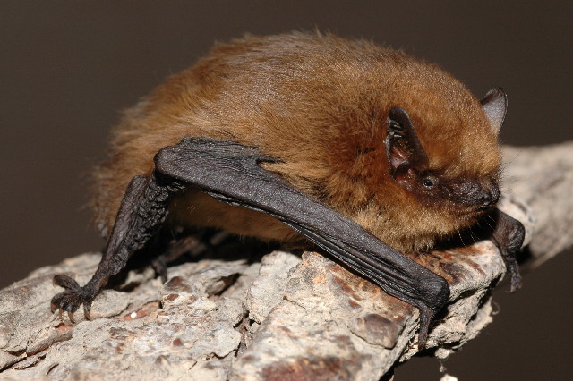 Fladdermusarten Dvärgpipistrell