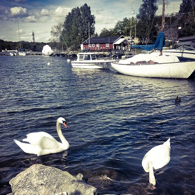 Svanpar i Häsholmssundet